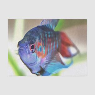Macropodus Opercularis Aquarium Fisch Seidenpapier