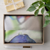 Macropodus Opercularis Aquarium Fisch Seidenpapier (Geschenk)