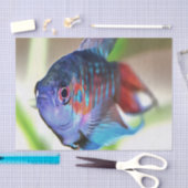 Macropodus Opercularis Aquarium Fisch Seidenpapier (Handwerk)