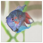 Macropodus Opercularis Aquarium Fisch Stoff (Nahaufnahme)