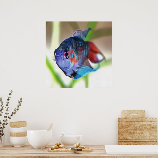 Macropodus Opercularis Aquarium Fish Poster (Küche)