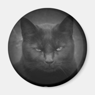 Mad Black Cat Spotlight Magnet