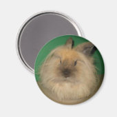 Mad Bunny Magnet (Vorderseite/Rückseite)