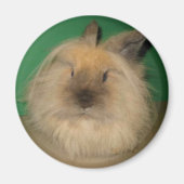 Mad Bunny Magnet (Vorne)