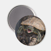 Mad Turtle Magnet (Vorderseite/Rückseite)