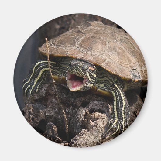 Mad Turtle Magnet (Vorne)
