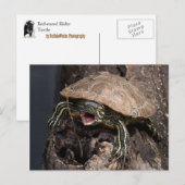 Mad Turtle Postcard Postkarte (Vorne/Hinten)