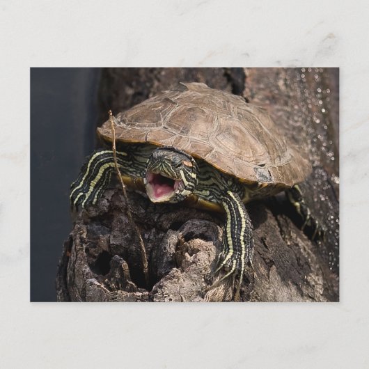 Mad Turtle Postcard Postkarte (Vorderseite)