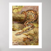 Madagascan Boa Poster (Vorne)