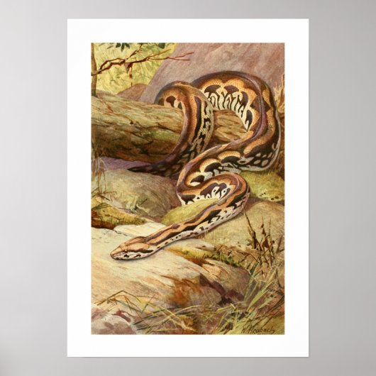 Madagascan Boa Poster (Vorne)