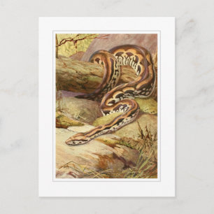 Madagascan Boa Postkarte