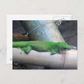 Madagascar Gecko Postcard Postkarte (Vorne/Hinten)