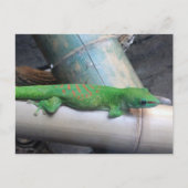 Madagascar Gecko Postcard Postkarte (Vorderseite)