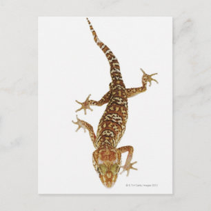 Madagascar ground gecko (Paroedura pictus) on Postkarte
