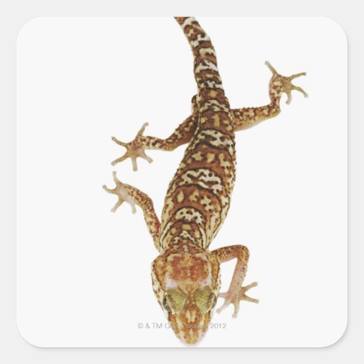 Madagascar ground gecko (Paroedura pictus) on Quadratischer Aufkleber (Vorderseite)