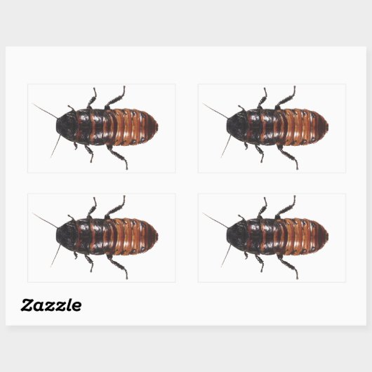 Madagascar Hissing Coackroach Rechteckiger Aufkleber (Blatt)