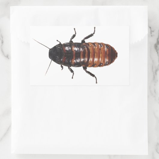 Madagascar Hissing Coackroach Rechteckiger Aufkleber (Tasche)