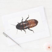 Madagascar Hissing Coackroach Rechteckiger Aufkleber (Umschlag)
