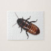Madagascar Hissing Cockroach Puzzle (Horizontal)