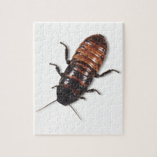 Madagascar Hissing Cockroach Puzzle
