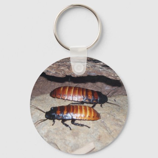 Madagascar Hissing Cockroach Schlüsselanhänger (Vorderseite)