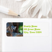 Madagascar Lemur (Insitu)