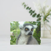 Madagascar Lemur Postcard Postkarte (Stehend Vorderseite)