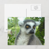 Madagascar Lemur Postcard Postkarte (Vorne/Hinten)