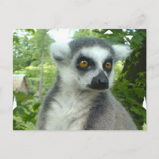 Madagascar Lemur Postcard Postkarte (Vorderseite)