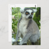 Madagascar Lemur Postcard Postkarte (Vorne/Hinten)