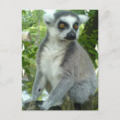 Madagascar Lemur Postcard Postkarte (Vorderseite)
