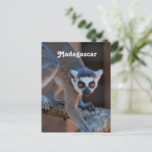 Madagascar Lemur Postkarte (Stehend Vorderseite)