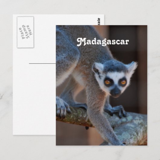 Madagascar Lemur Postkarte (Vorne/Hinten)