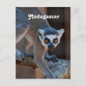 Madagascar Lemur Postkarte (Vorderseite)