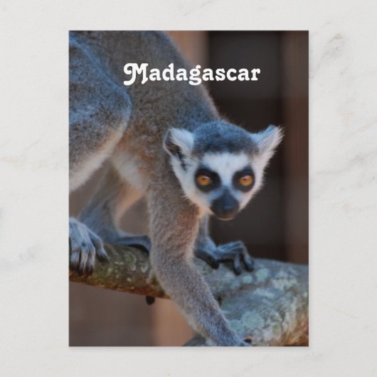 Madagascar Lemur Postkarte (Vorderseite)