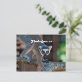 Madagascar Lemur Postkarte (Stehend Vorderseite)