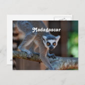 Madagascar Lemur Postkarte (Vorne/Hinten)