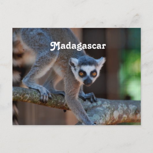 Madagascar Lemur Postkarte (Vorderseite)
