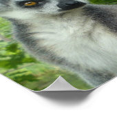Madagascar Lemur Print Poster (Ecke)