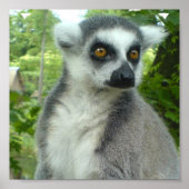 Madagascar Lemur Print Poster (Vorne)