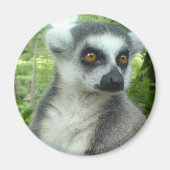 Madagascar Lemur Round Magnet (Vorne)