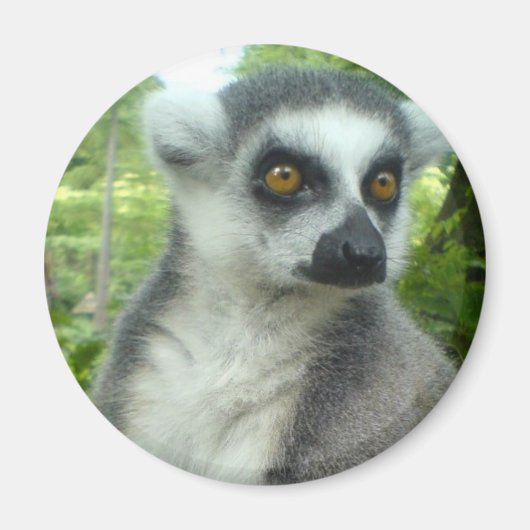 Madagascar Lemur Round Magnet (Vorne)