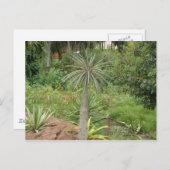 Madagascar Palm Postcard Postkarte (Vorne/Hinten)