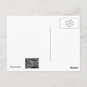 Madagascar Palm Postcard Postkarte (Rückseite)