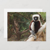 Madagascar Wildlife Safaki Lemur Postkarte (Vorne/Hinten)