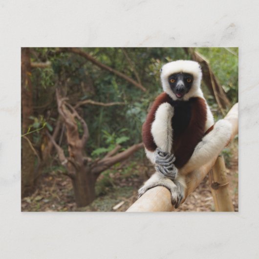 Madagascar Wildlife Safaki Lemur Postkarte (Vorderseite)