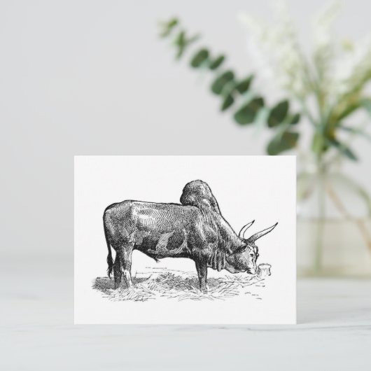 Madagascar Zebu Postkarte (Stehend Vorderseite)