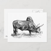 Madagascar Zebu Postkarte (Vorne/Hinten)