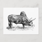 Madagascar Zebu Postkarte (Vorderseite)