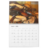 Madagasgar zischenschaben-Wandkalender Kalender (Mär 2026)